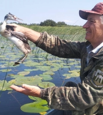 На Волині врятували незвичайного птаха, який заплутався в рибальській сітці 