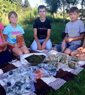 Волинські школярі збирають та сушать лікарські трави для військових
