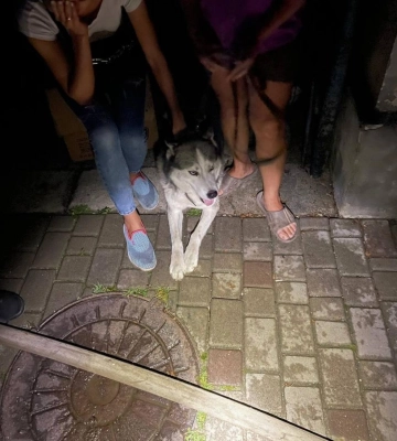 Рівнян від смерті у вогні врятував собака (ФОТО)