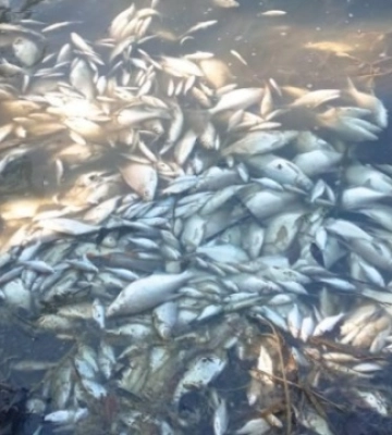 У Ладижинському водосховищі загинула риба