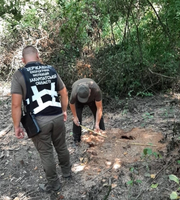 На Закарпатті виявили у парку на Виноградівщині самовільну рубку за мільйонні збитки