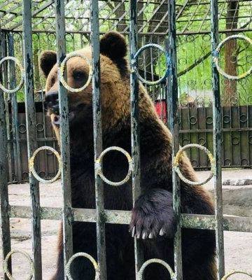 У Хмельницькому поліцейські врятували ведмедя від щоденних мук за ґратами
