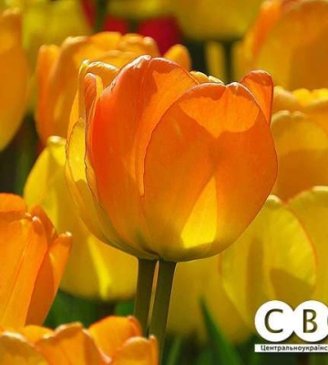 Прогноз погоди на Кіровоградщині на 28 серпня
