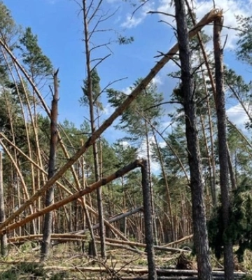 Поламані, як сірники, дерева: буревій пошкодив майже 5 тисяч га лісу на Камінь-Каширщині 