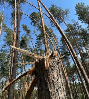 Поламані, як сірники, дерева: буревій пошкодив майже 5 тисяч га лісу на Камінь-Каширщині 