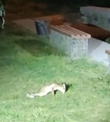 У Центральному парку Луцька замордували сімейство лисиць 