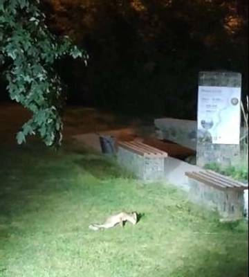 У Центральному парку Луцька потруїли ціле сімейство лисиць. Фото