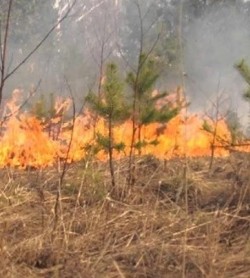 На Дніпропетровщині оголосили надзвичайну пожежну небезпеку