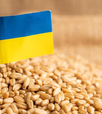 У Києві відповіли на намір п&#039;яти країн ЄС продовжити заборону на імпорт українського зерна: що кажуть
