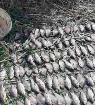 На Дніпропетровщині виявили порушника, який ловив рибу сітками