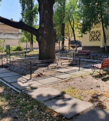 У Миколаєві хочуть зробити заповідними території, де ростуть три старі дуби