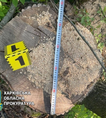 Мужчина на полмиллиона гривен нарубил деревьев ценных пород на Харьковщине