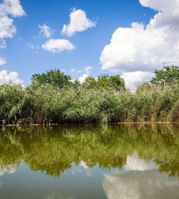 На Дніпропетровщині у водоймах виявили завищену кількість лактозопозитивної кишкової палички: чи є небезпека