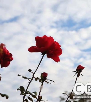 Прогноз погоди на Кіровоградщині на 31 серпня