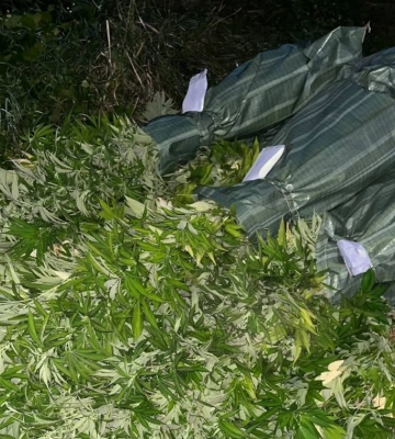На Черкащині поліцейські викрили велике поле конопель та зібрали багатий врожай речових доказів (ФОТО)