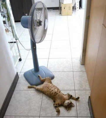+33°C та хмари: погода в Луцьку в неділю, 27 серпня