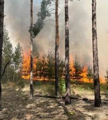 На Полтавщині врятували від вогню великий лісовий масив