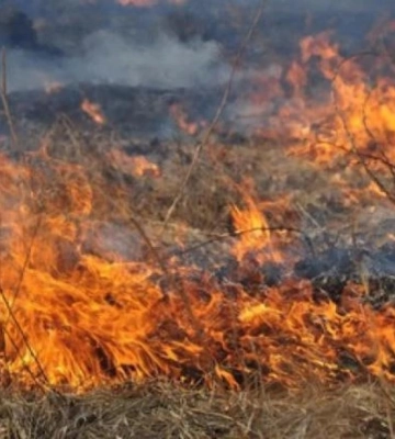 У Рівненському районі горів сухостій