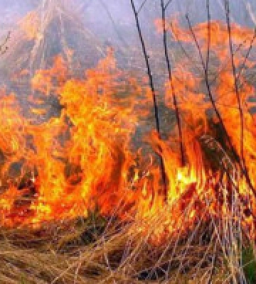 На Київщині надзвичайний рівень пожежної небезпеки триватиме до 8 вересня