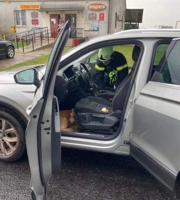 На Волині пес заліз у чужу автівку та не пускав власника