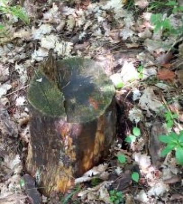 В Оноківській ОТГ у природо-заповідному фонді «Чорна сосна» знищили цінну деревину на величезні збитки
