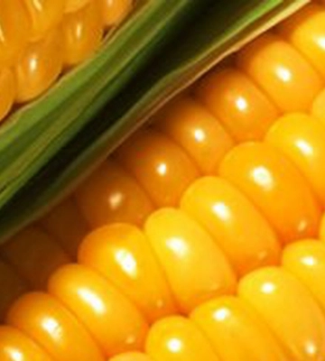 Bayer розпочала будівництво заводу Monsanto з виробництва насіння кукурудзи на Житомирщині