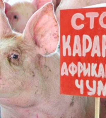 Африканская чума уже в Винницкой области