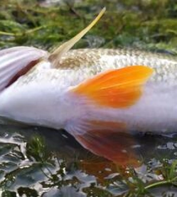 У водосховищі парку &quot;Диканський&quot; виявили факт масової загибелі