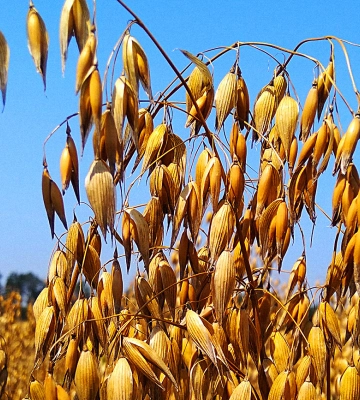 Agricom Group зібрала рекордний урожай безглютенового вівса