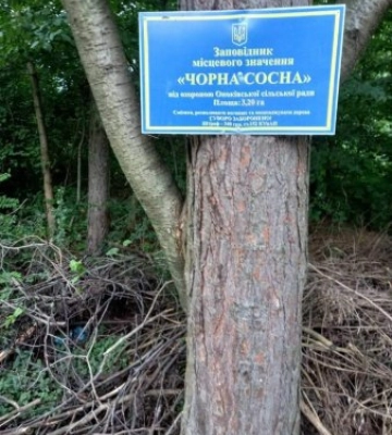 На Закарпатті у природо-заповідному фонді «Чорна сосна» знищили цінну деревину на величезні збитки