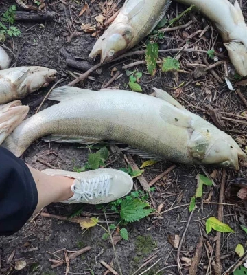 У водосховищі на Полтавщині стався масовий мор риби та раків