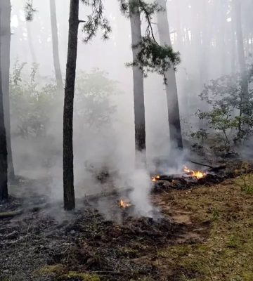 Згоріло понад 20 га: на Дніпропетровщині за добу ліквідували 37 пожеж в екосистемах
