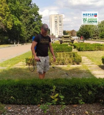 Самшит у черкаських парках обробили від шкідників