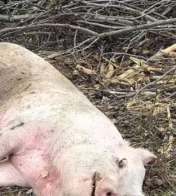 Очільниця Камінь-Каширської РВА повідомила про ситуацію на кордоні станом на 8 вересня