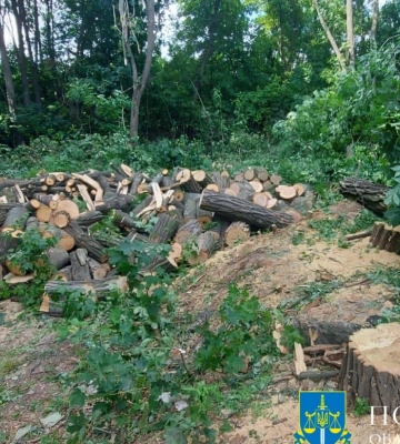 На Полтавщині судитимуть лісоруба, який спиляв дерев на 965 тисяч гривень