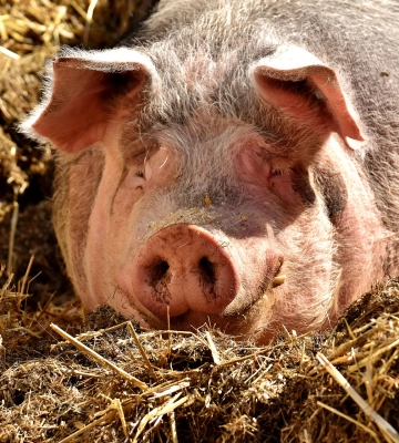KSG Agro закупить 1330 голів свиней канадської генетики