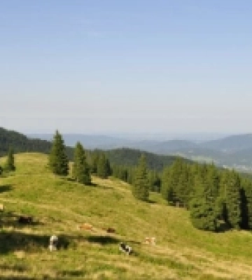 У горах розшукали жительку Рахівщини, яка заблукала, випасаючи худобу