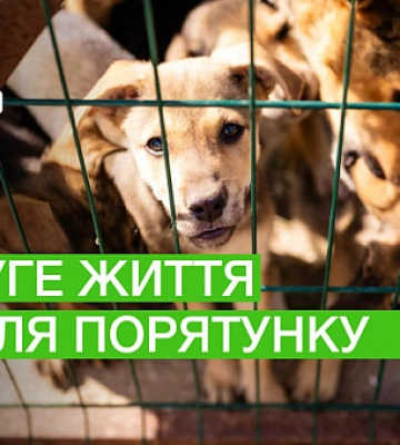 Історія порятунку та прилаштування тварин з Херсону в Миколаєві