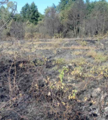 Протягом доби на Львівщині вогнеборці двічі виїжджали на ліквідації пожеж сухостою