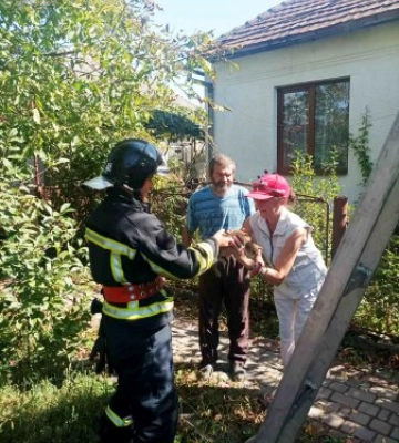 Якась нечиста сила: на Закарпатті тримісячне кошеня залізло на дерево і перелякало господарів