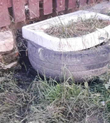 Що це смердить? - дивувалися рівняни. Відповідь знайшла мунварта
