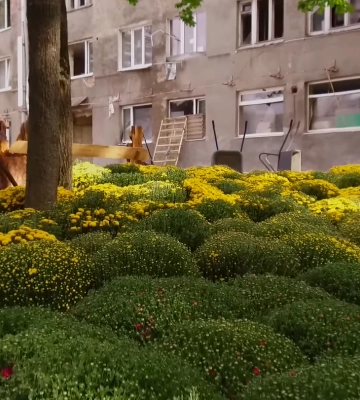 Традиционный Бал хризантем проведут в экопарке под Харьковом (видео)