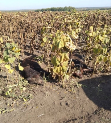 Незаконне мисливство: у Кропивницькому районі застрелили диких кабанів
