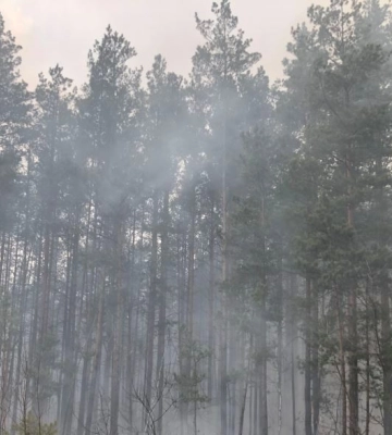 На Ужгородщині шукають чоловіка, що пішов у ліс та не повернувся