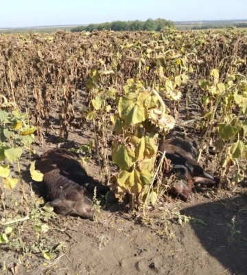На Кіровоградщині незаконно застрелили двох диких кабанів