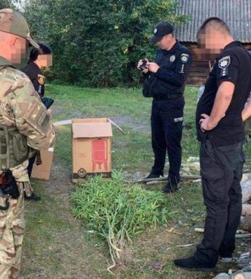 Прикордонники виявили посів конопель у одному з районів Рівненщини