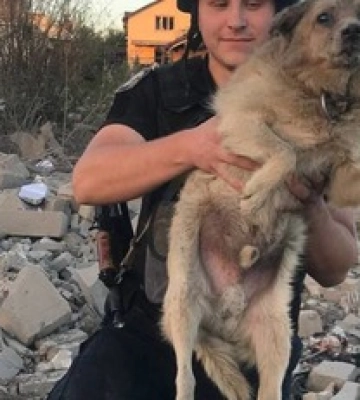 В Сумах помер собака, якого врятували після обстрілу: відео