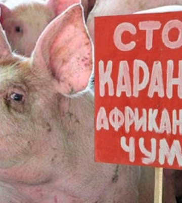В Киевской области зафиксировали вспышку африканской чумы свиней: введено карантин
