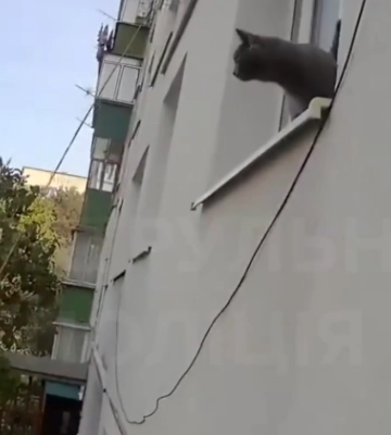 Во Львове кот закрыл хозяйку на балконе: пришлось вызывать патрульных, видео