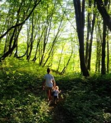У Полтаві погодили створення ботанічного заказника &quot;Гришків ліс&quot;